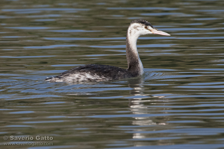 Great Crested Grebe