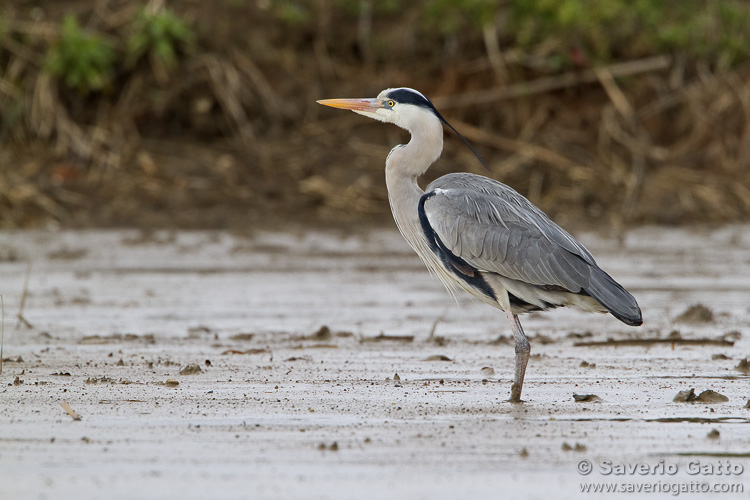 Grey Heron