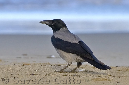 Hooded Crow