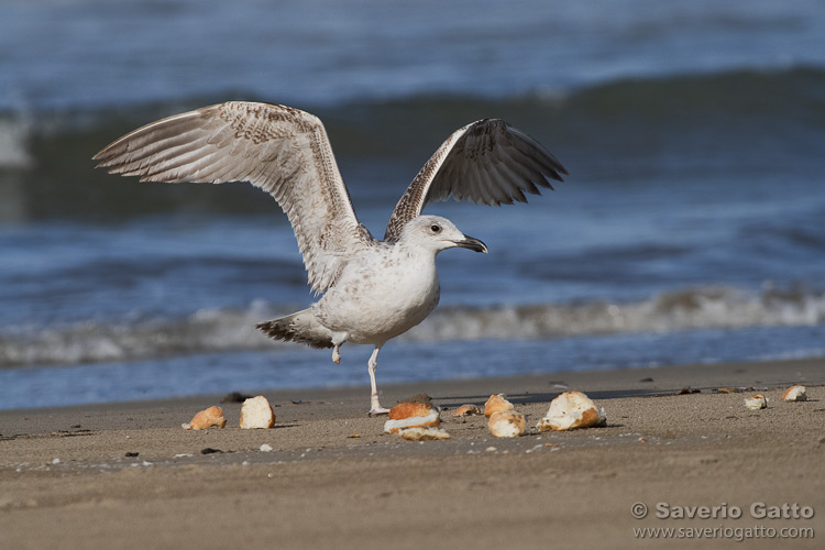 Yellow-legged Gull