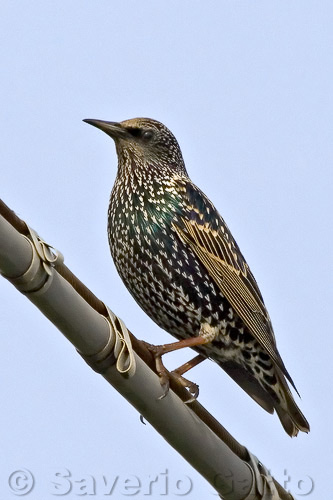 Common Starling