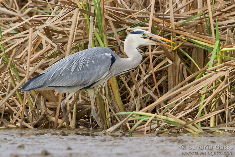 Grey Heron