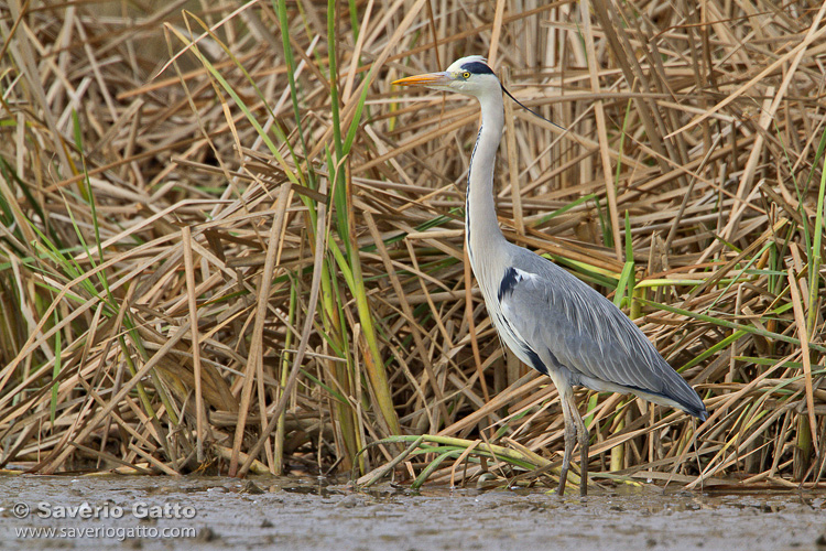 Grey Heron