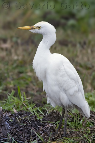 Cattle Egret