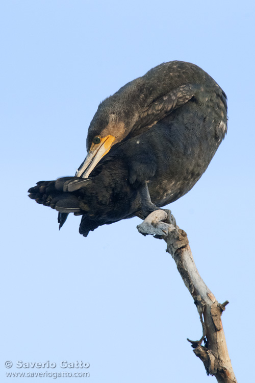 Great Cormorant