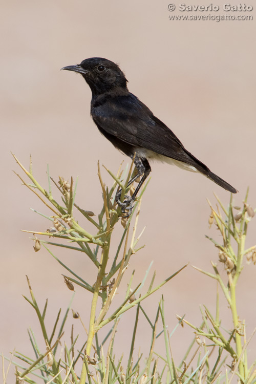 White-crowned Wheatear