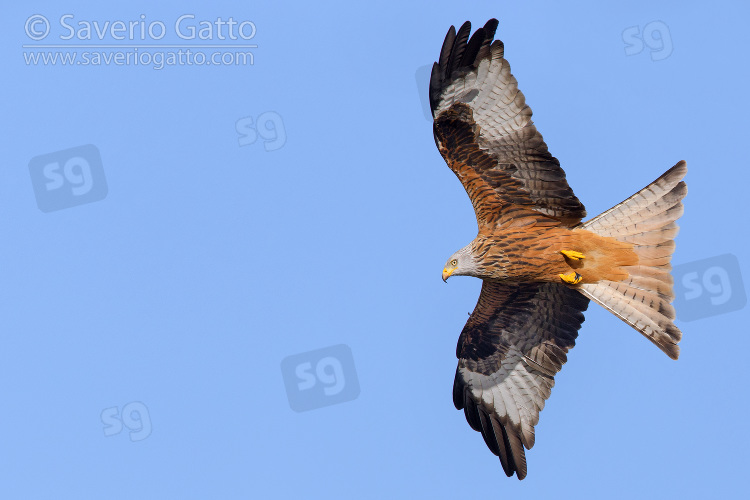 Red Kite