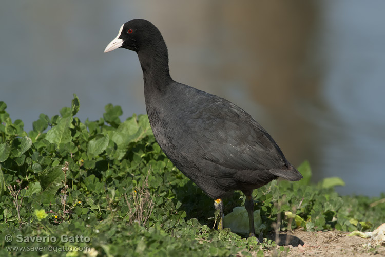 Eurasian Coot