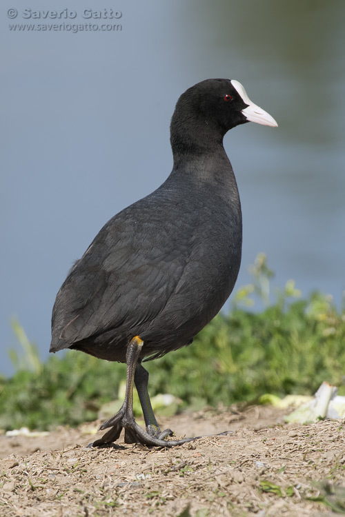 Eurasian Coot