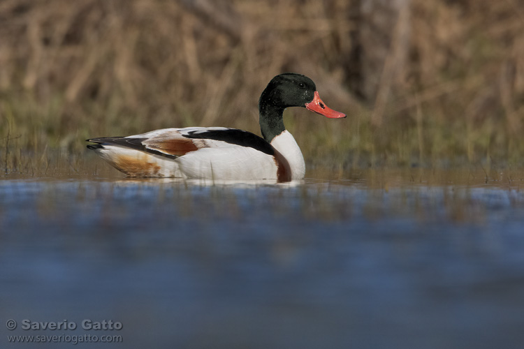 Common Shelduck