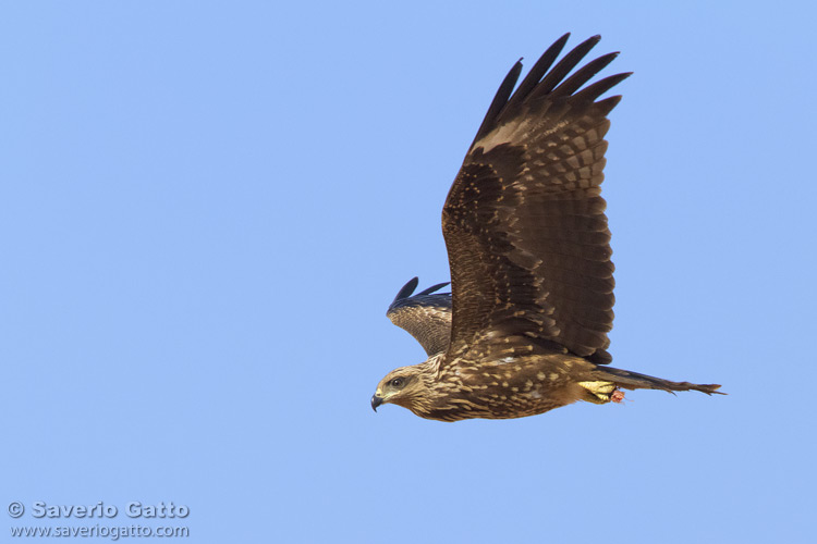 Black Kite