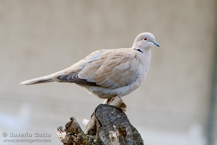 Eurasian Collared Dove