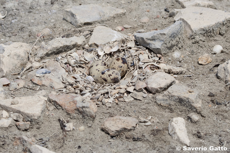 Little Tern's Nest