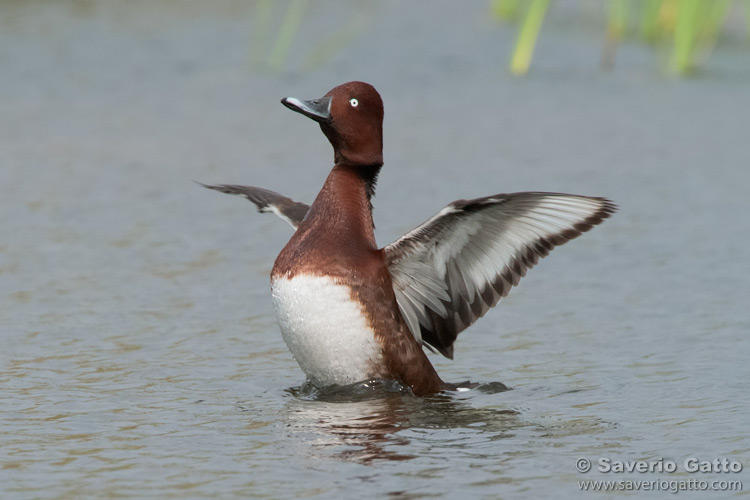 Ferruginous Duck