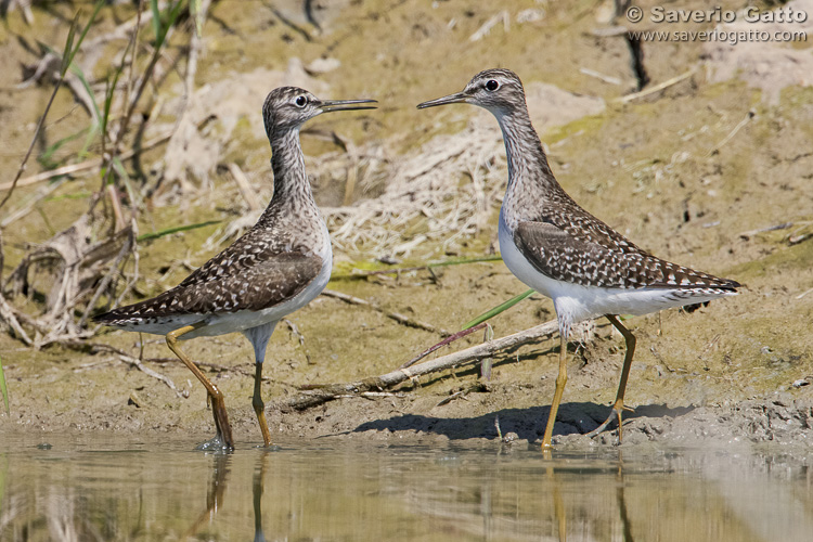 Wood Sandpiper