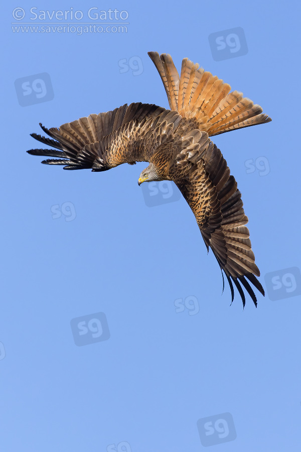 Red Kite