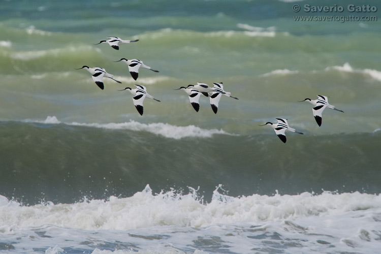 Pied Avocets in flight