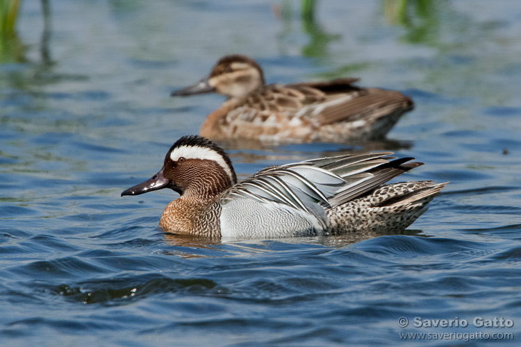 Garganey