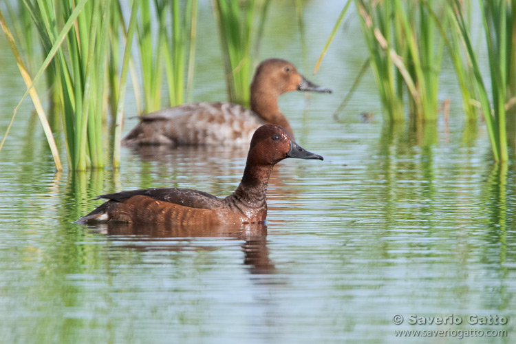 Ferruginous Duck