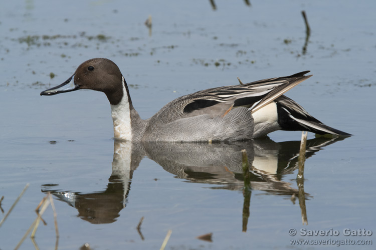 Pintail