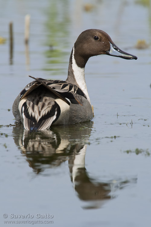 Pintail