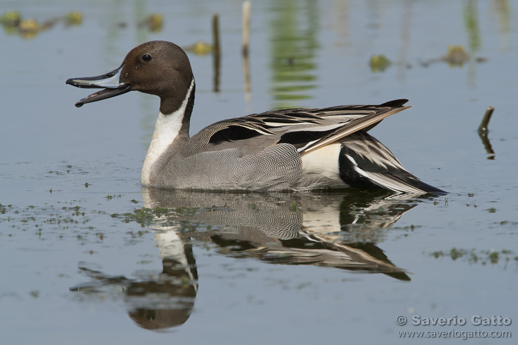 Pintail