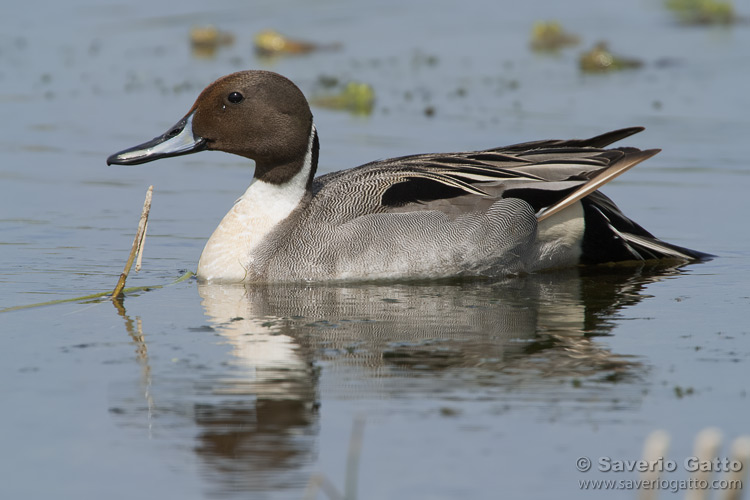 Pintail