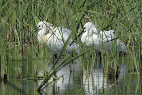 Eurasian Spoonbill