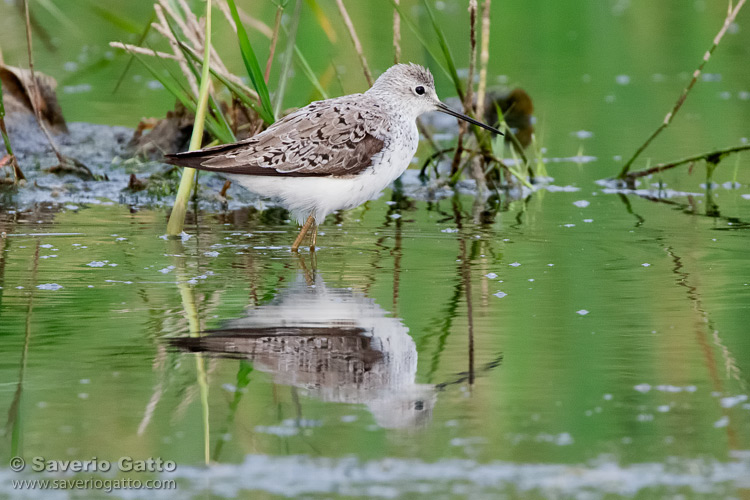 Marsh Sandpiper