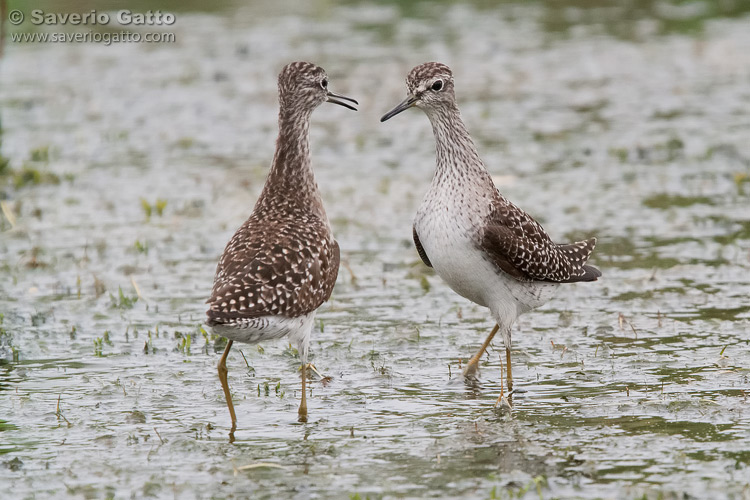 Wood Sandpiper