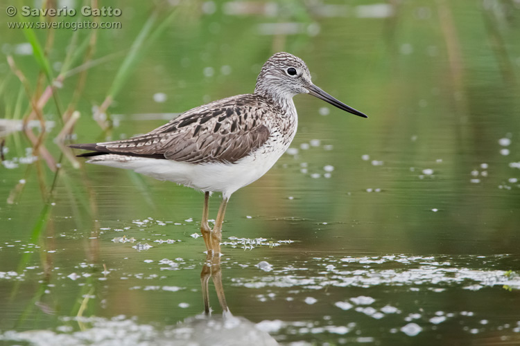 Greenshank