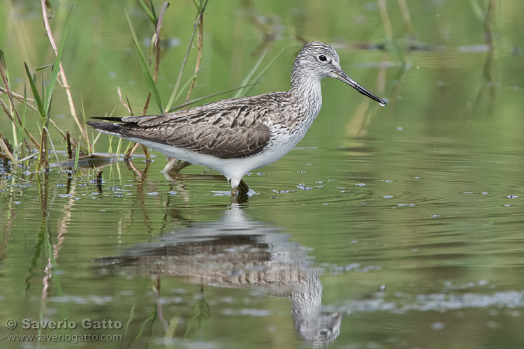 Greenshank