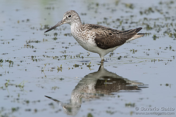 Greenshank