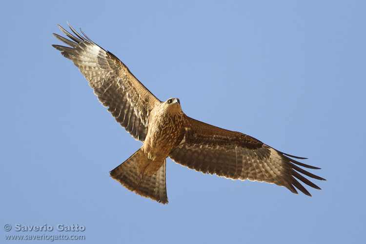 Black Kite