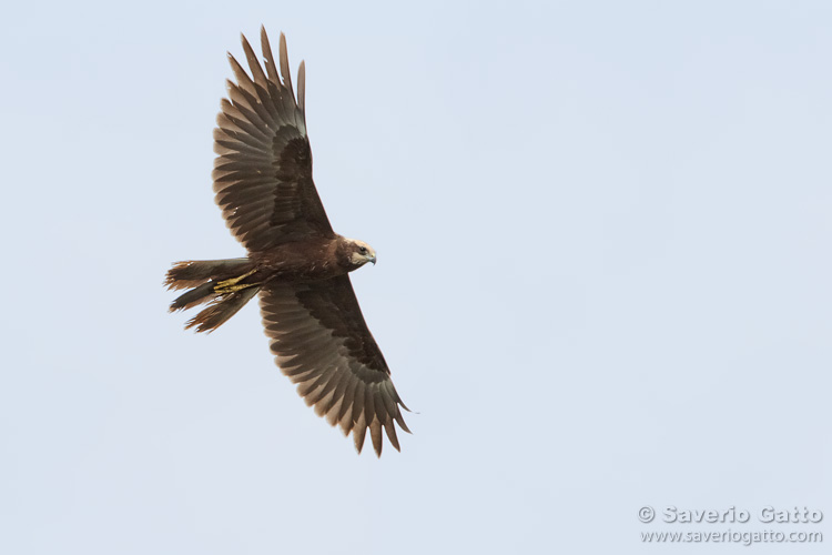 Marsh Harrier