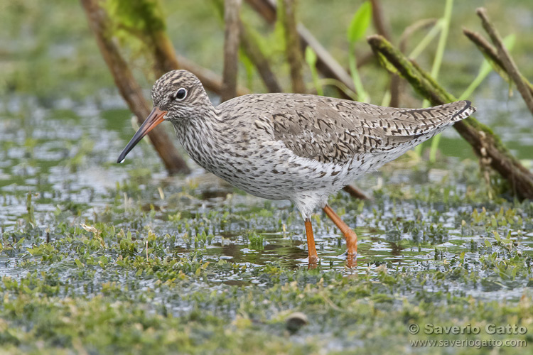 Common Redshank