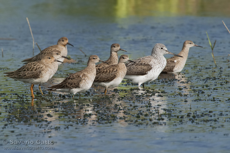 Waders