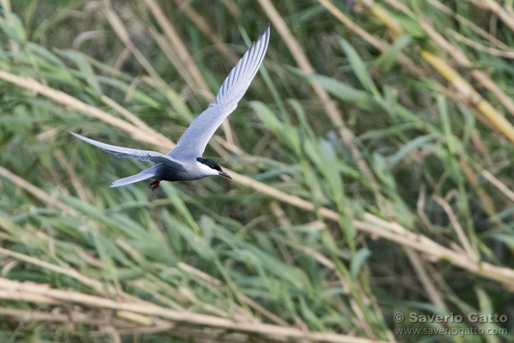 Whiskered Tern