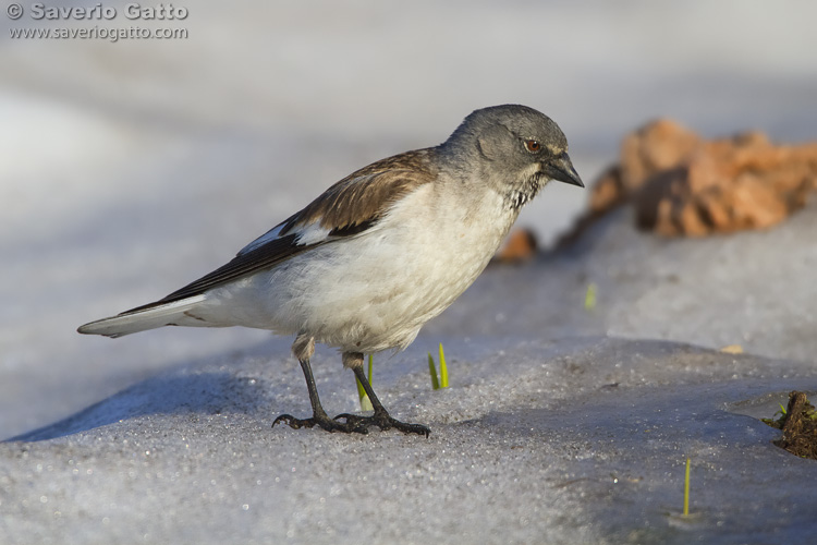 Snowfinch