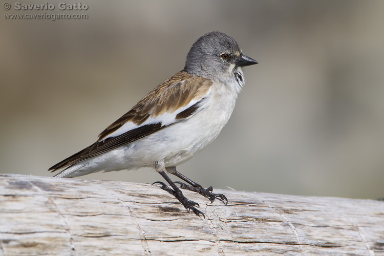 Snowfinch