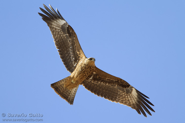 Black Kite