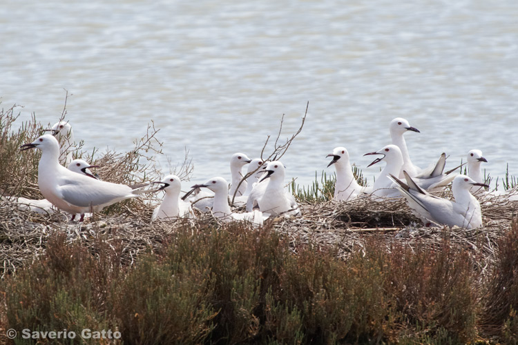 Slender-billed Gull