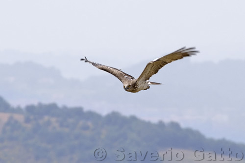 Short-toed Eagle