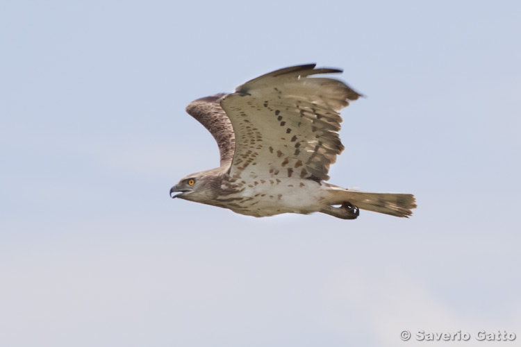 Short-toed Eagle