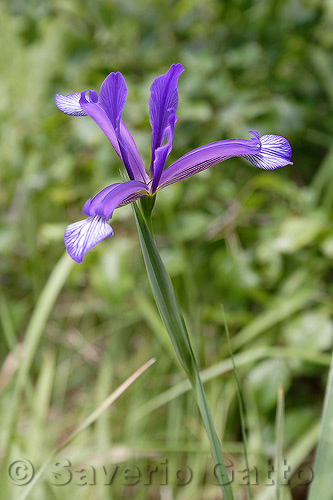 Iris Collina