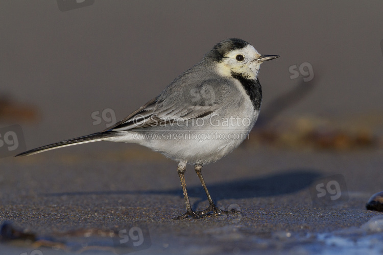 White Wagtail