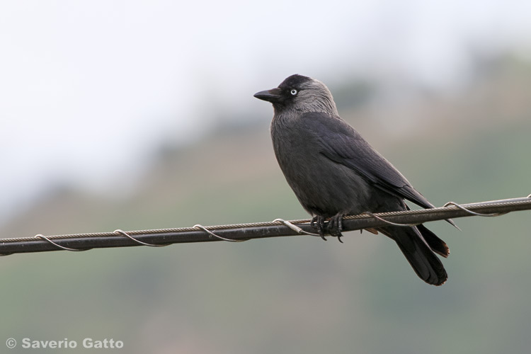 Western Jackdaw