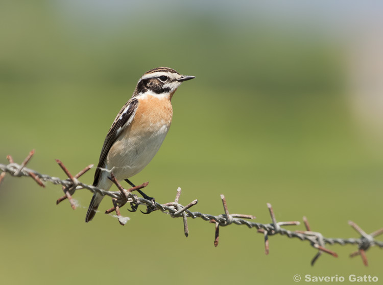 Whinchat