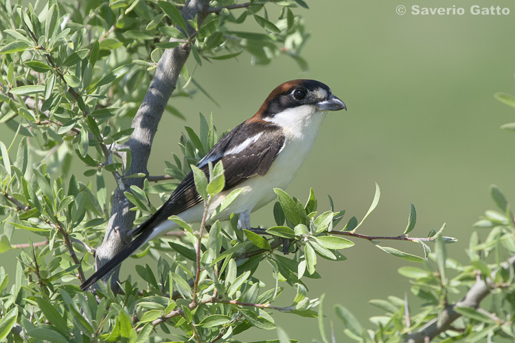 Woodchat Shrike