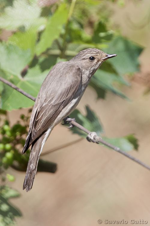 Spotted Flycatcher